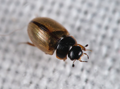 Cercyon unipunctatus