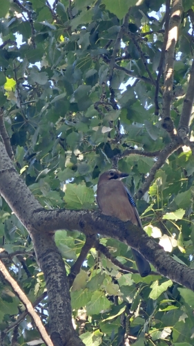 Eurasian Jay
