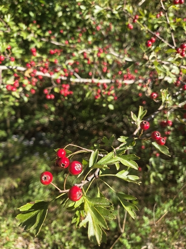 common hawthorn