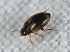 Hydroglyphus geminus