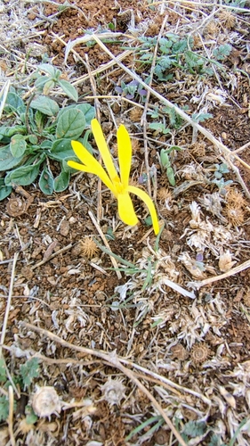 Turkish starflower