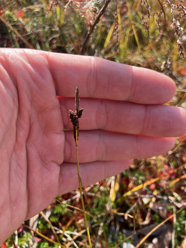Carex bigelowii, 2026-09-27
