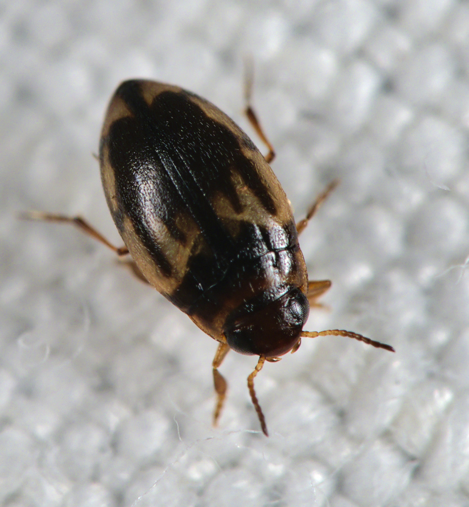 Hydroglyphus geminus