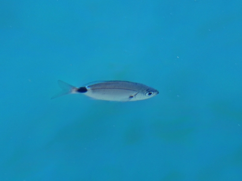 Saddled Seabream