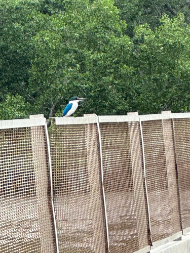 Collared Kingfisher