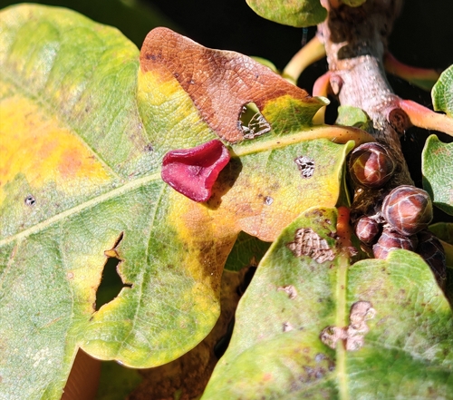 Smooth Spangle Gall Wasp