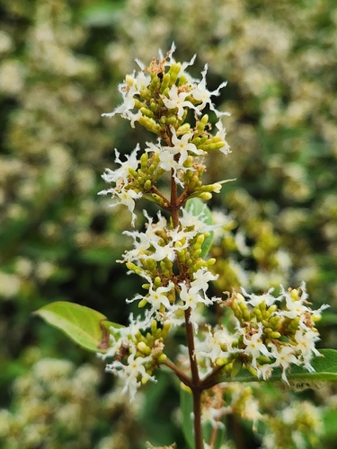 Ichnocarpus frutescens observed 2026-09-12