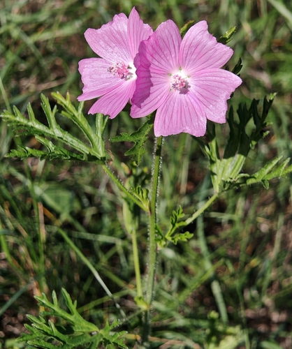 musk mallow