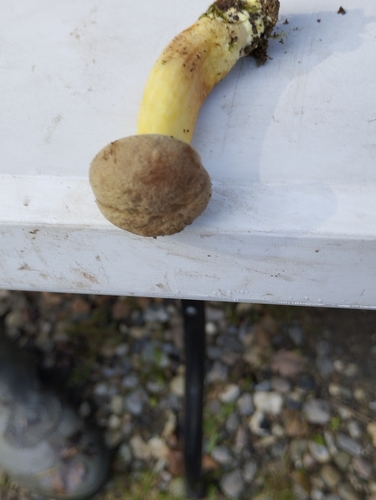 Suede Bolete