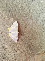 Phrygionis platinata