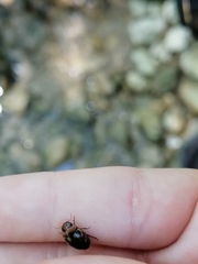 Platambus maculatus