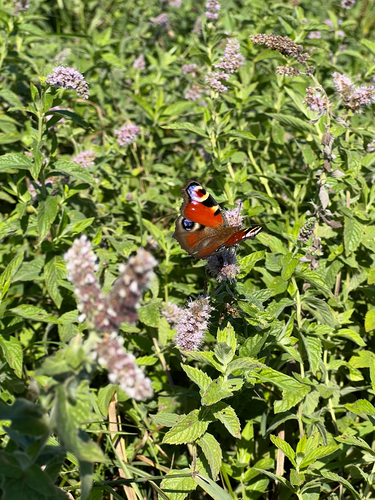 European Peacock Butterfly