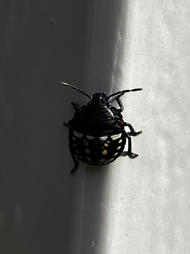Southern Green Stink Bug
