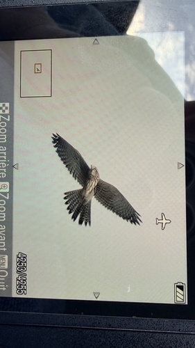 Eurasian Kestrel