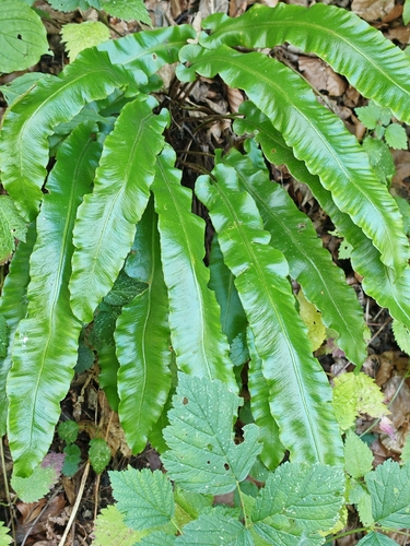 Hart's-tongue fern