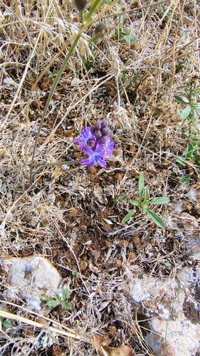 Autumn Squill