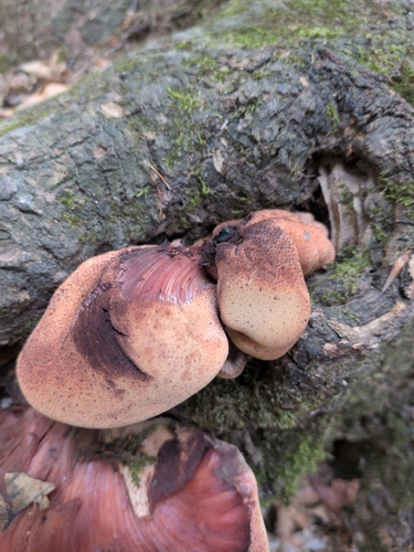 Beefsteak Polypore