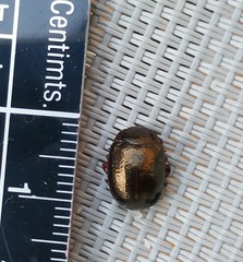 Chrysolina bankii