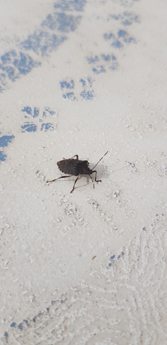 Brown Marmorated Stink Bug