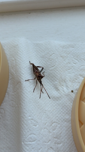 Western Conifer Seed Bug