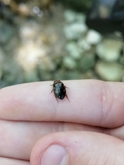 Platambus maculatus