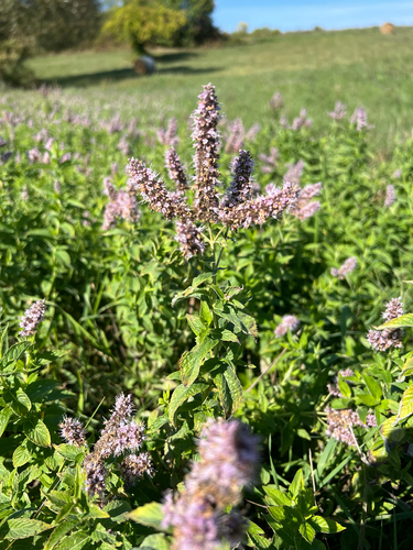 Horse Mint