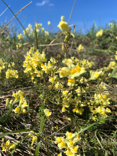 common toadflax