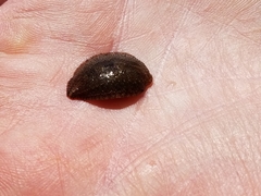 Glossiphoniidae