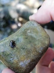 Platambus maculatus