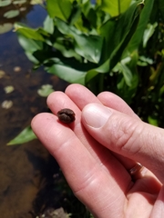 Glossiphoniidae