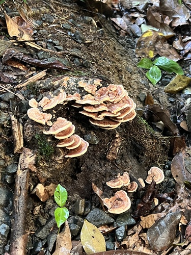 Rigidoporus lineatus observed 2026-09-27