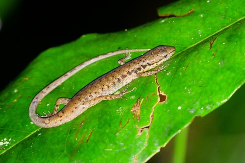 Saproscincus basiliscus, 2026-07-22