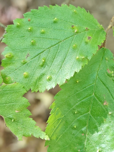Elm Leaf Gall Mite
