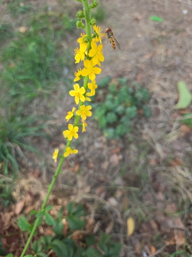 Agrimonia eupatoria