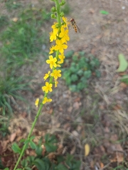 Agrimonia eupatoria