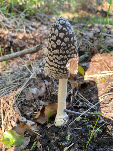 Magpie Inkcap