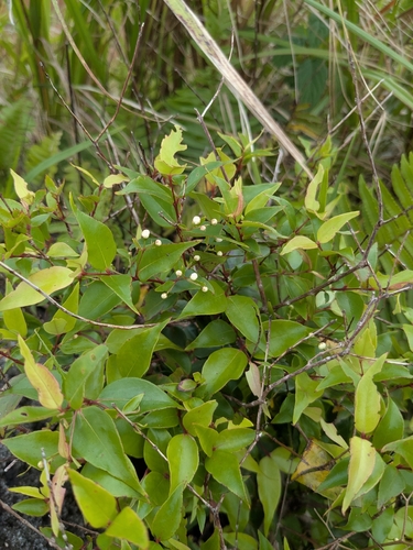 Decaspermum fruticosum observed 2026-09-05
