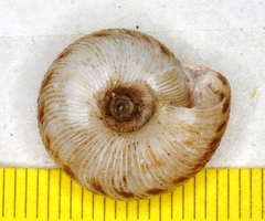 Anguispira strongylodes