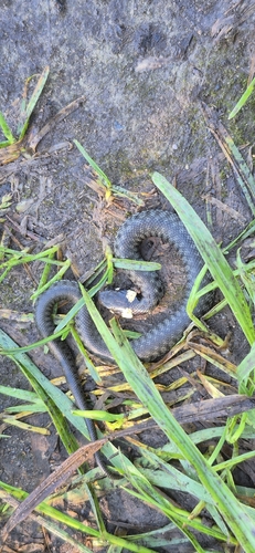 grass snake