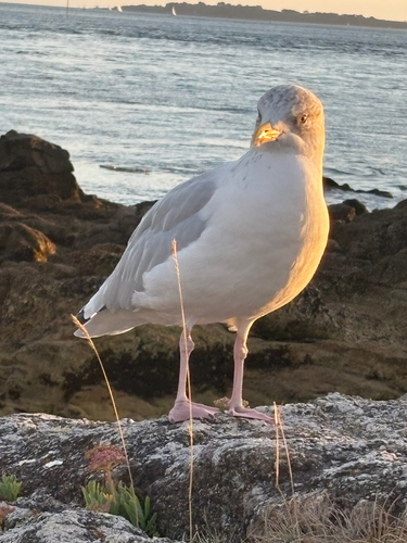 European Herring Gull