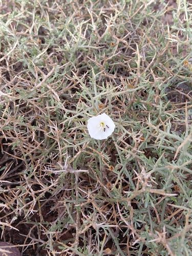 Convolvulus trabutianus