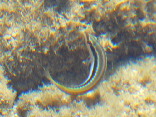 Mediterranean Rainbow Wrasse