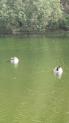 Canada Goose