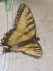 Papilio canadensis