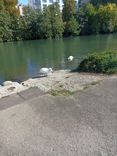Mute Swan