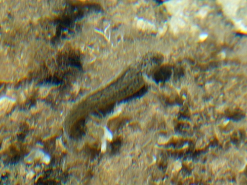 Rusty Blenny