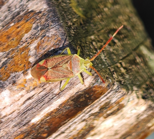 Hazel bug