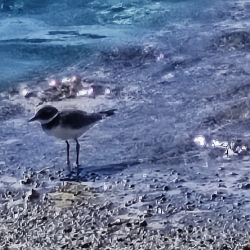Common Ringed Plover
