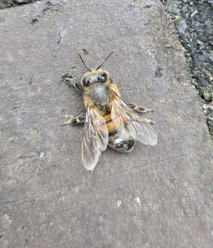 Western Honey Bee