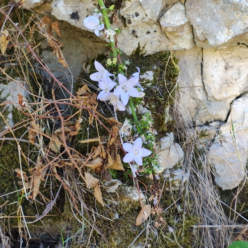 Chimney Bellflower